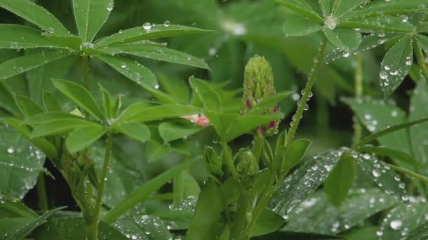 Yaz yağmuru altında Lupine — Stok video