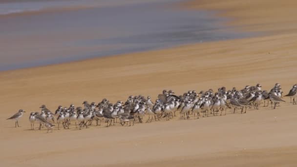 Większe rozrzucające piasek ptaki na plaży — Wideo stockowe