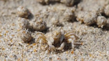 Kum baloncuğu yengeci ve kum topları