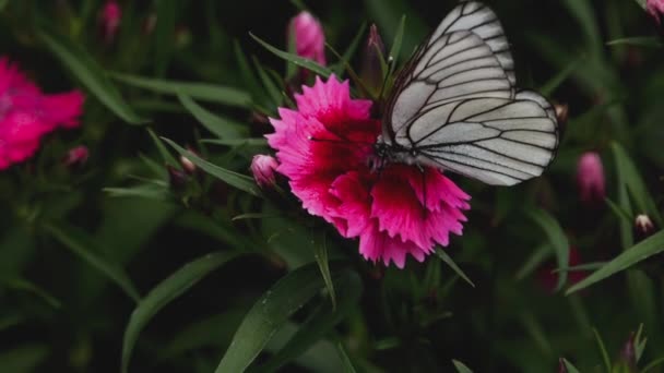 黑脉白蝴蝶 — 图库视频影像