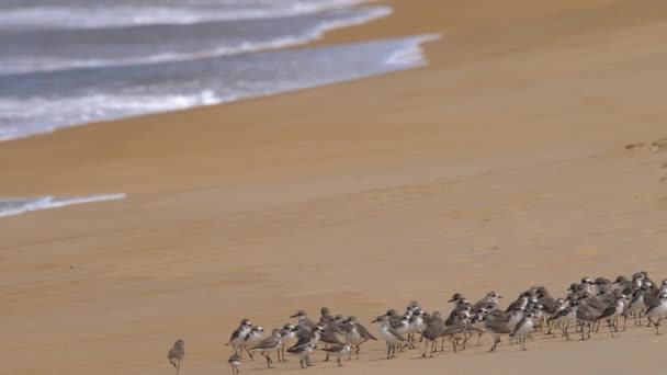 Mayores aves chorlito de arena en la playa — Vídeos de Stock