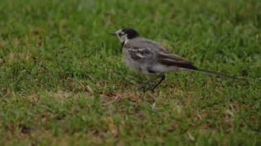 Yabani kuş beyaz kuyruğu çimlerin üzerinde