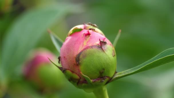 Pink Peony bud close-up — Vídeo de Stock