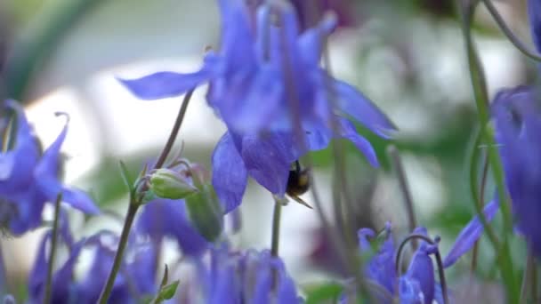 Μέλισσα σε aquilegia λουλούδι — Αρχείο Βίντεο