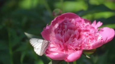 Siyah damarlı beyaz kelebek