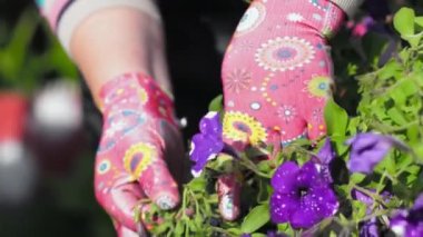 Petunya Çiçek Bakımı