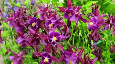 Aquilegia Yaz Çiçeği