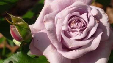 Bahçede pembe gül tomurcuğu