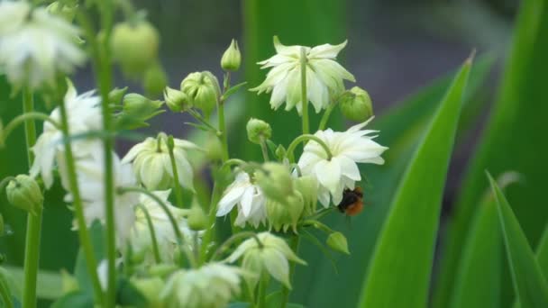 Μέλισσα σε aquilegia λουλούδι — Αρχείο Βίντεο