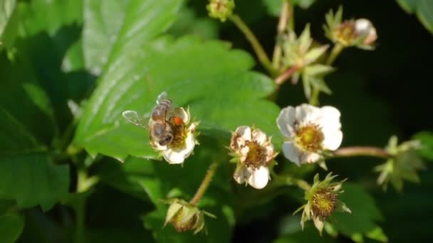 Lebah pada bunga stroberi — Stok Video