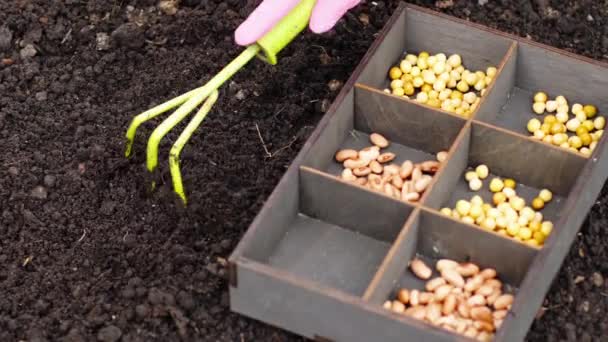 Suelo fértil y plantación de semillas — Vídeos de Stock