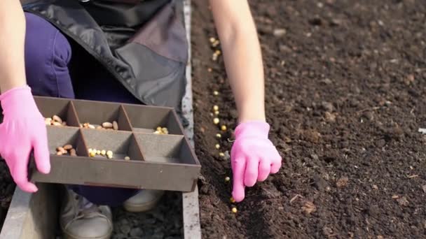 El cultivo de guisantes en el jardín — Vídeo de stock