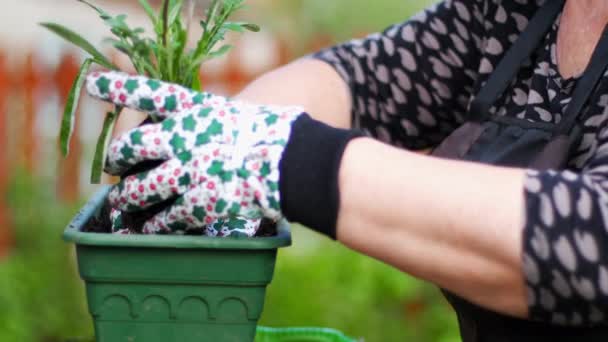 Vrouw plant een bloem in een pot — Stockvideo