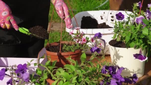 Plantera en blomma i en kruka — Stockvideo