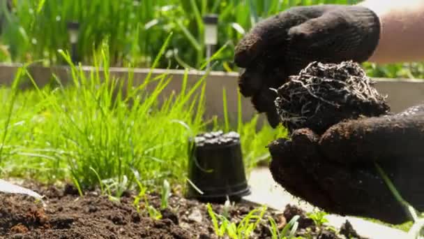 地面に苗を植える — ストック動画