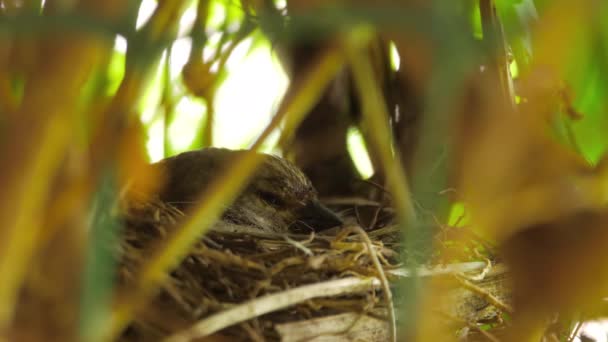 Leinenvogel sitzt im Nest — Stockvideo