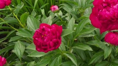 Şakayık Burgundy çalıları