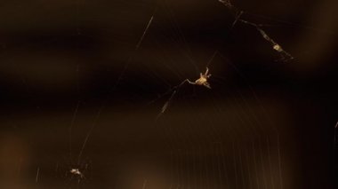 Örümcek ağın ortasında.