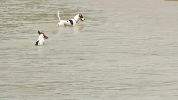 Chiens sautant sur l'eau — Video