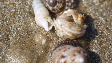 Keşiş yengeci kabukları kumların üzerinde