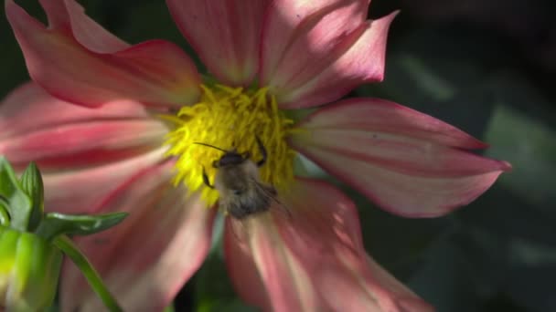 แมลงบนดอกไม้ ฤดูร้อน — วีดีโอสต็อก