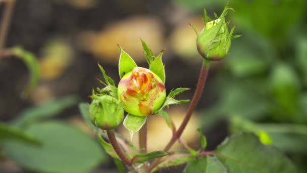 Knospen ungeblasener Rosenblüten — Stockvideo