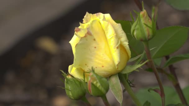 Arbusto de rosa amarela no jardim — Vídeo de Stock