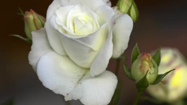 Белая роза в саду — стоковое видео