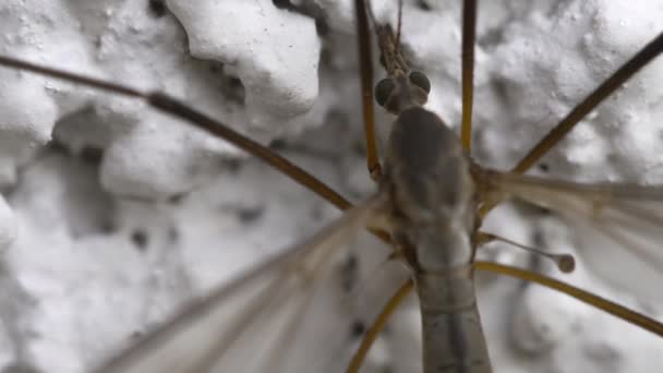 Mosquito de patas largas de cerca — Vídeos de Stock