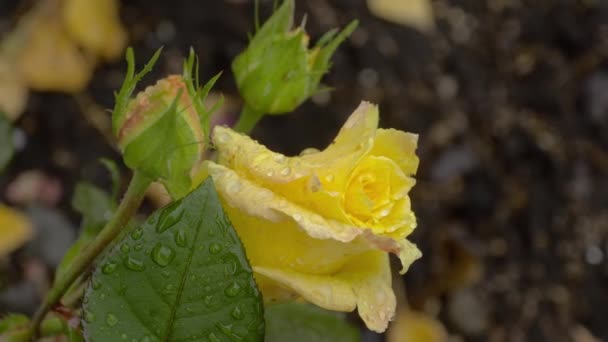 Желтая роза после дождя — стоковое видео