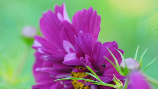 Красива рожева квітка Cosmeya — стокове відео