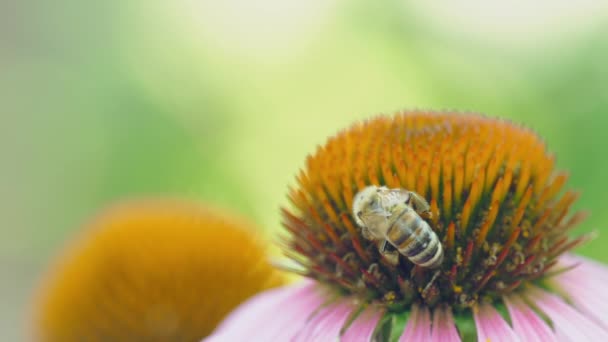 La abeja a la flor, el verano — Vídeos de Stock