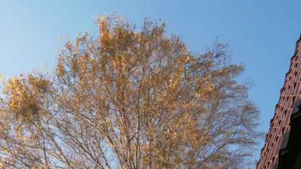 Höstens träd mot himlen — Stockvideo