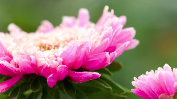 Flor rosa Aster com geada — Vídeo de Stock