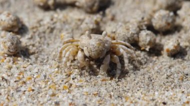 Kum baloncuğu yengeci ve kum topları