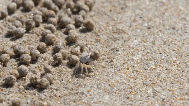 Caranguejo bolha de areia e bolas de areia — Vídeo de Stock