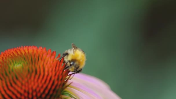 분홍색 Echinacea 에 앉아 있는 벌 — 비디오
