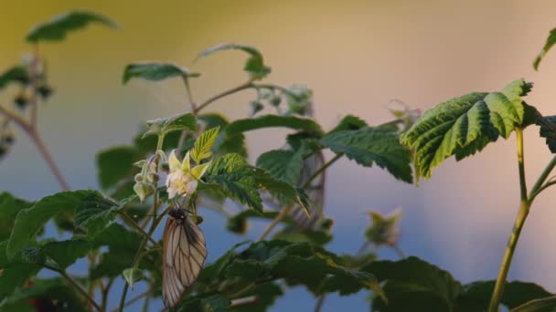 Negro veteado mariposa blanca en la luz del atardecer — Vídeos de Stock