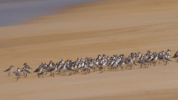 해변에 떠 있는 커다란 모래 물떼새 — 비디오
