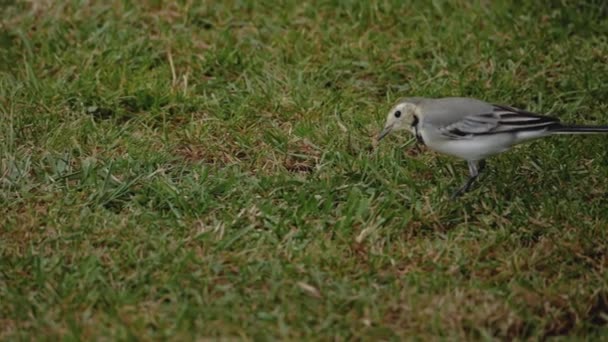 Aves silvestres lavandera blanca en la hierba — Vídeos de Stock