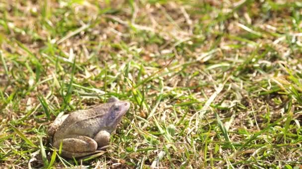 Ein Frosch auf dem Gras — Stockvideo