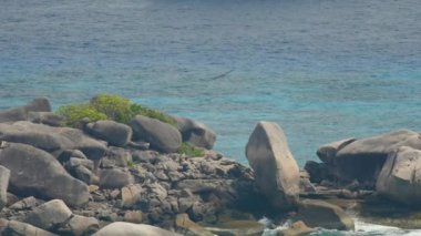 Büyük Benekli Kartal Koh Miang adasında süzülüyor.