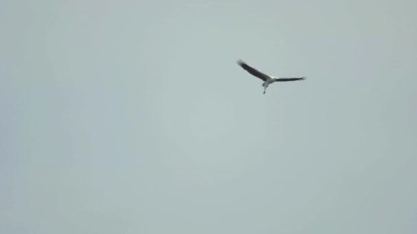 Aquila di mare dal ventre bianco. Haliaeetus leucogaster — Video Stock