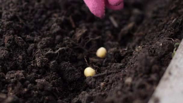 地面に成長したエンドウ豆 — ストック動画