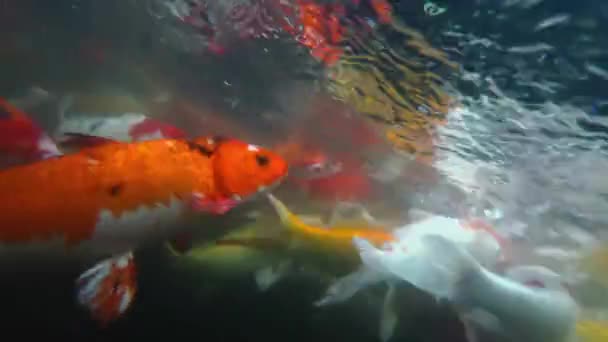 池の鯉鯉 — ストック動画