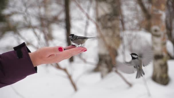 Peck semilla de ave de la mano — Vídeos de Stock