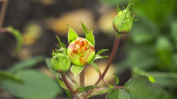 Des bourgeons de roses impétueux dans le jardin — Video