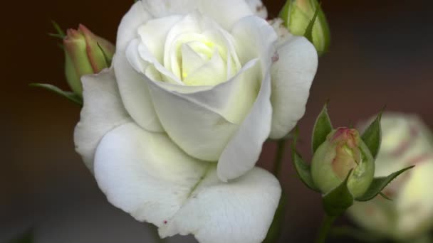 Biała róża, widok z góry — Wideo stockowe