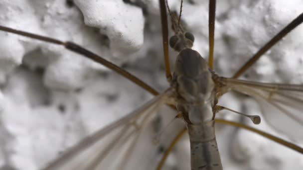 Mosquito de pernas longas close-up — Vídeo de Stock