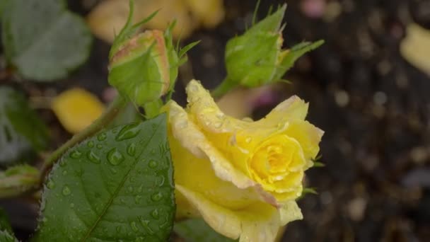 Rosa amarilla con gotas de lluvia — Vídeo de stock